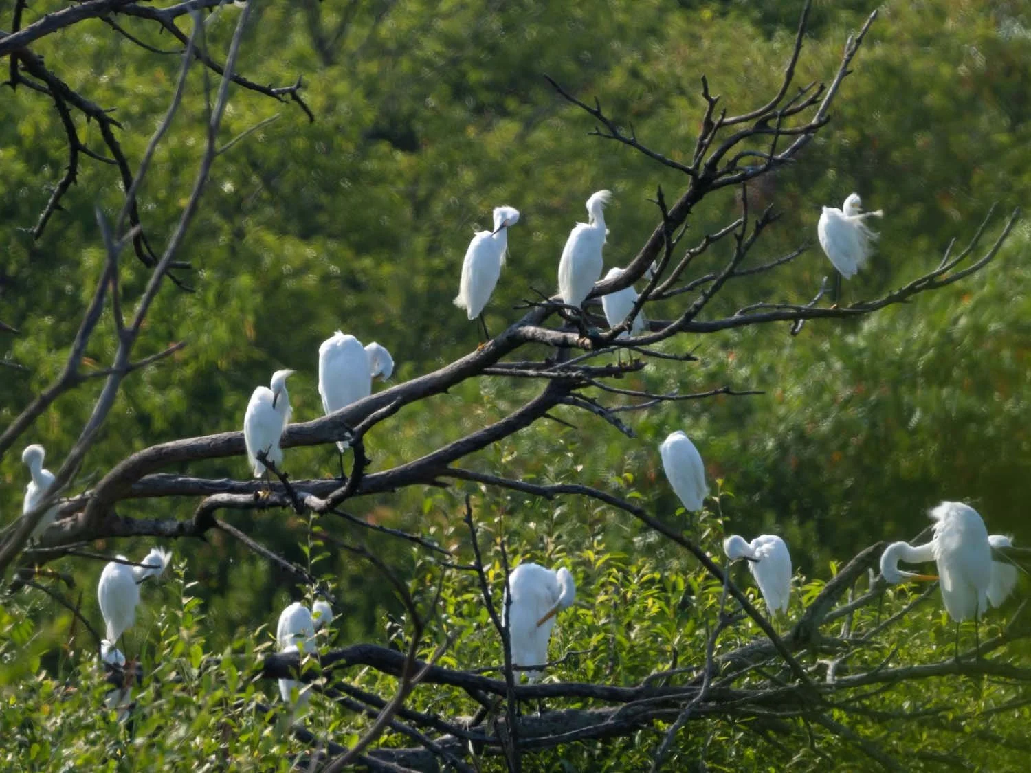 Snowy Egrets — Susan Kirby